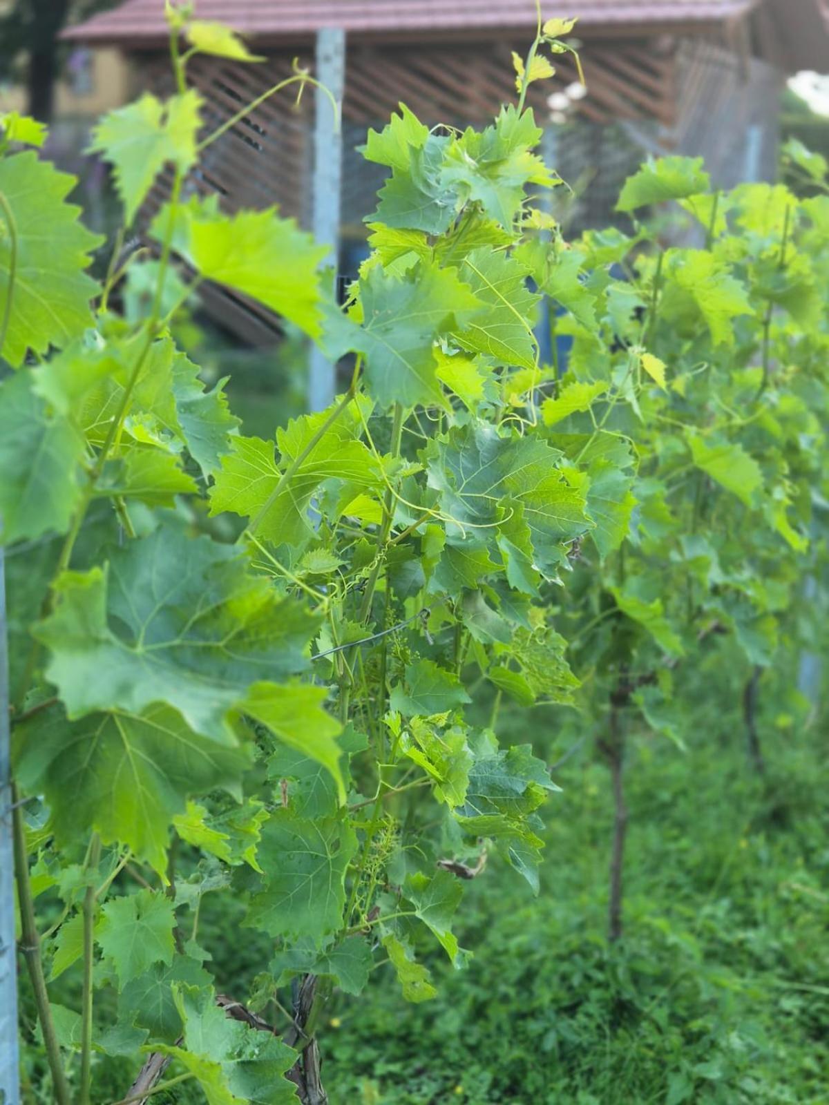 Ferienwohnung Weingut Lahmer August Kretzschau Exterior photo