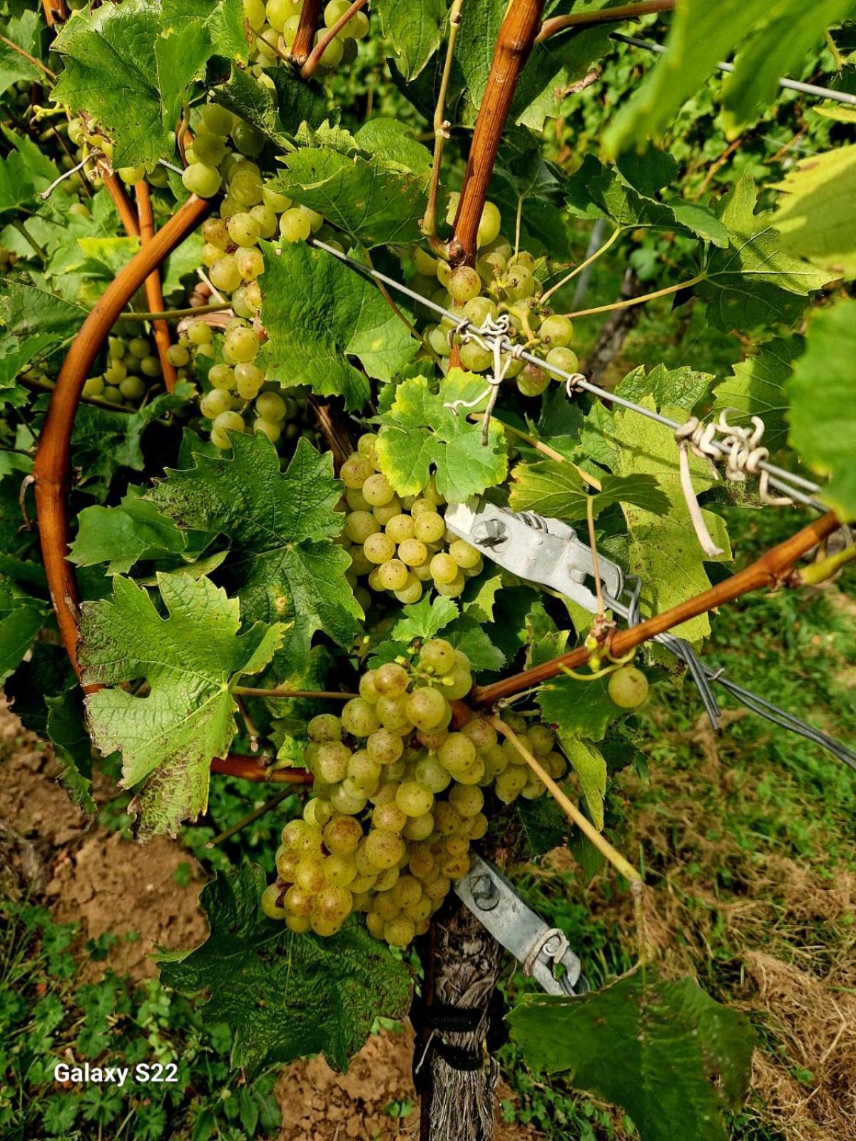 Ferienwohnung Weingut Lahmer August Kretzschau Exterior photo